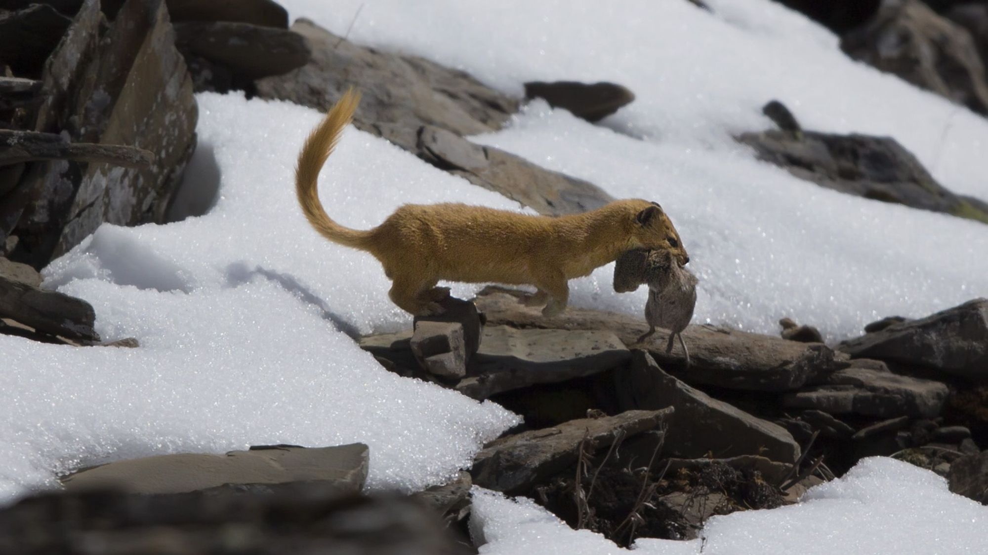 黄鼠狼有多邪门?老外拍下它捕猎过程,看完无法淡定